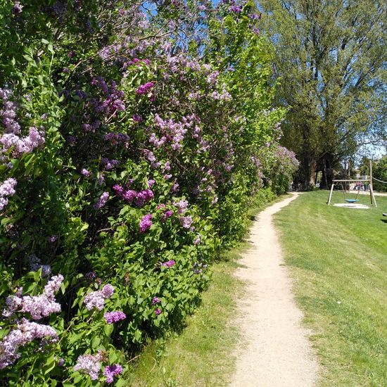 Syringa vulgaris: Plant in habitat Park in the NatureSpots App