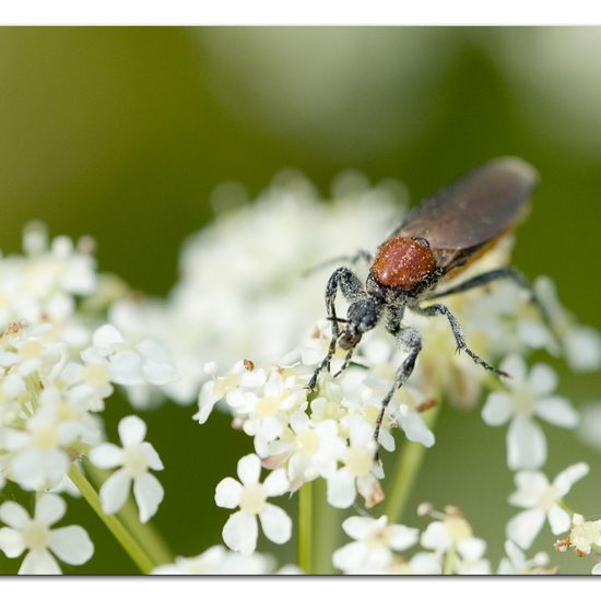 Bibio hortulanus: Tier im Habitat Strasse/Verkehr in der NatureSpots App