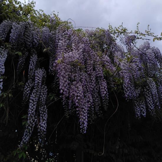 Wisteria: Plant in habitat Park in the NatureSpots App