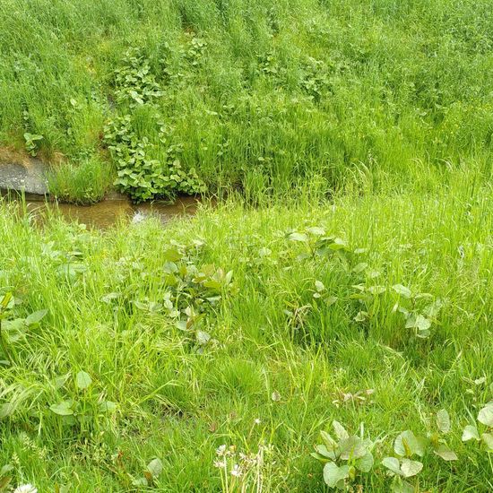 Japanischer Staudenknöterich: Pflanze im Habitat Bach in der NatureSpots App