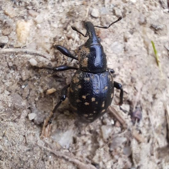 Großer Pestwurzrüssler: Tier im Habitat Wald der gemäßigten Breiten in der NatureSpots App