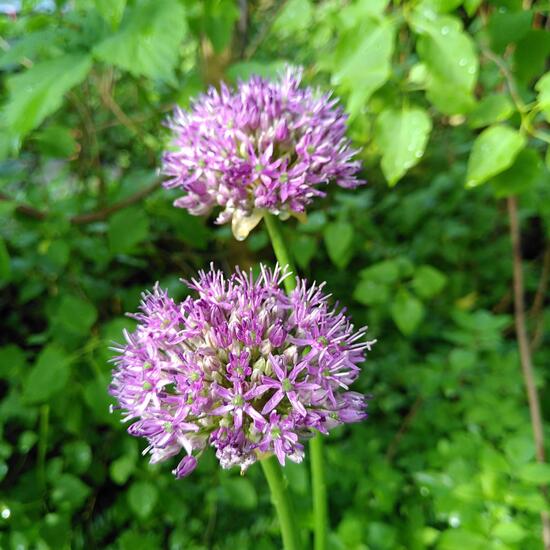 Unknown species: Plant in habitat Garden in the NatureSpots App