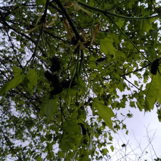 Feldmaikäfer: Tier im Habitat Strasse/Verkehr in der NatureSpots App