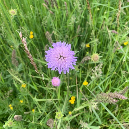 Field scabious: Plant in nature in the NatureSpots App