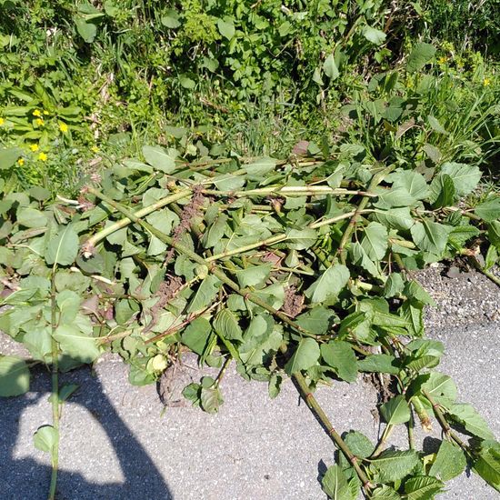 Fallopia japonica: Plant in habitat Buffer strip in the NatureSpots App