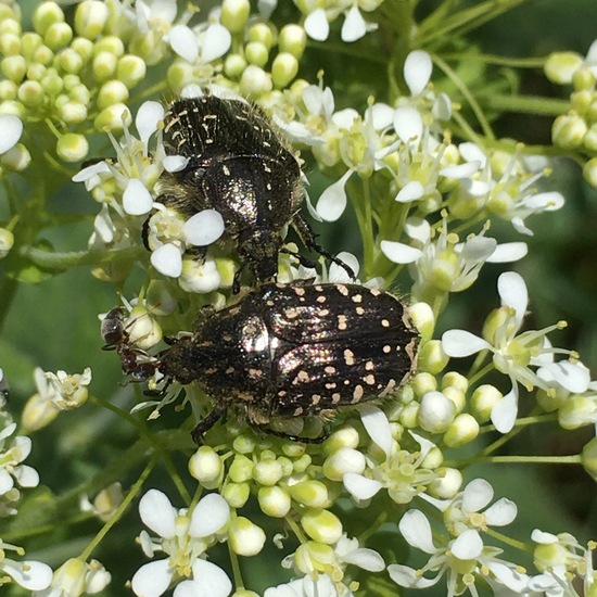 Oxythyrea funesta: Animal in habitat Buffer strip in the NatureSpots App