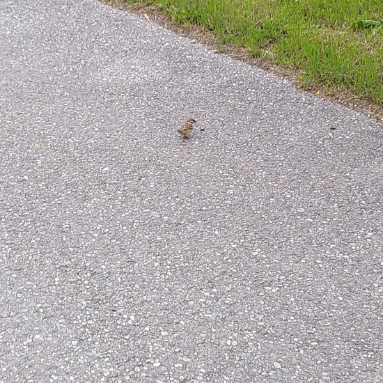 Feldsperling: Tier im Habitat Strasse/Verkehr in der NatureSpots App