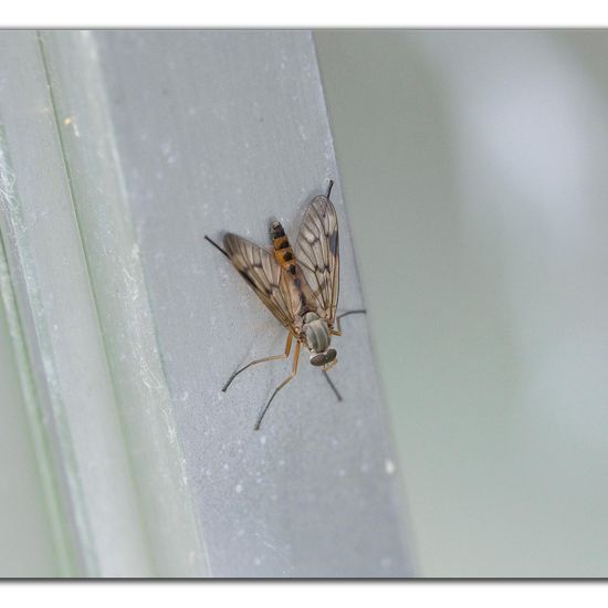 Gemeine Schnepfenfliege: Tier im Habitat Indoor/Glashaus in der NatureSpots App