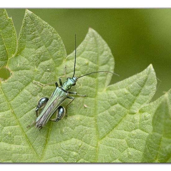 Grüner Scheinbockkäfer: Tier im Habitat Naturnahe Wiese in der NatureSpots App