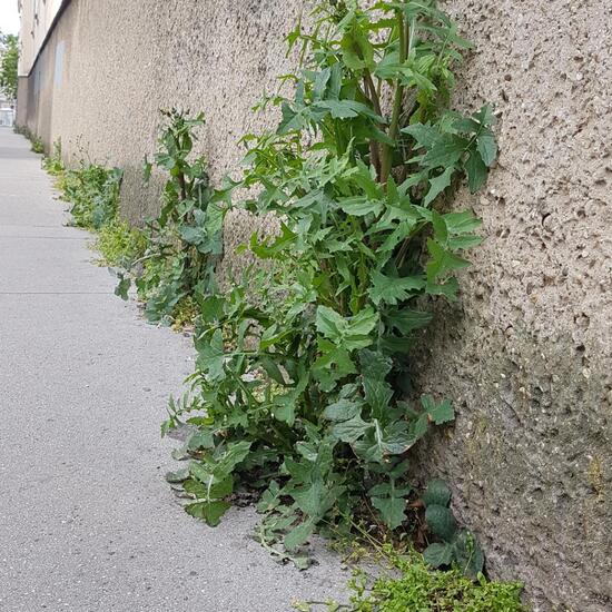 Gänsedisteln: Pflanze im Habitat Strasse/Verkehr in der NatureSpots App