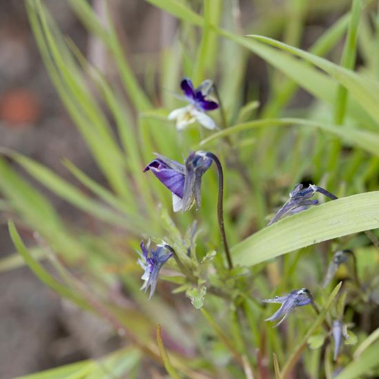 Viola arvensis: Plant in habitat Road or Transportation in the NatureSpots App