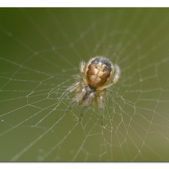 Zygiella atrica: Tier im Habitat Garten in der NatureSpots App