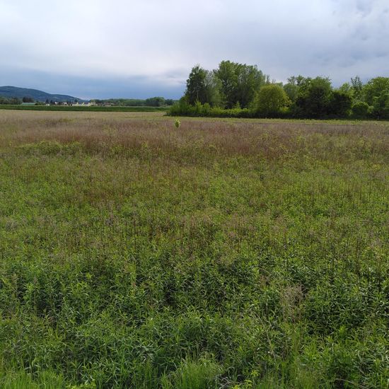 Solidago canadensis: Plant in habitat Natural Meadow in the NatureSpots App