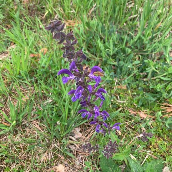 Meadow clary: Plant in nature in the NatureSpots App