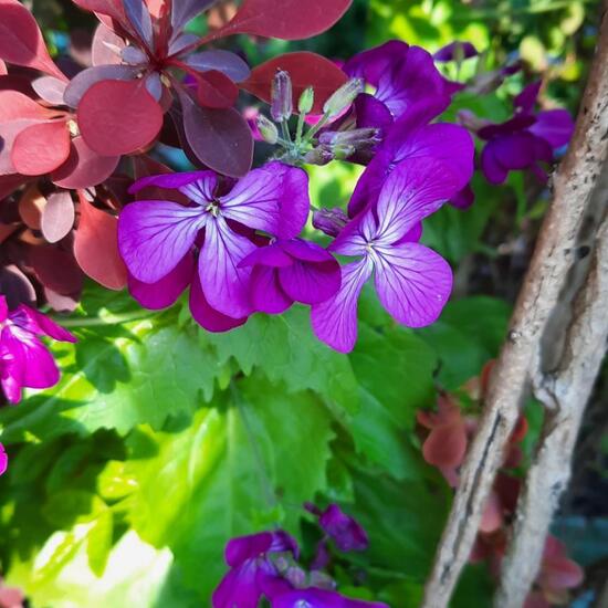 Lunaria annua: Plant in nature in the NatureSpots App