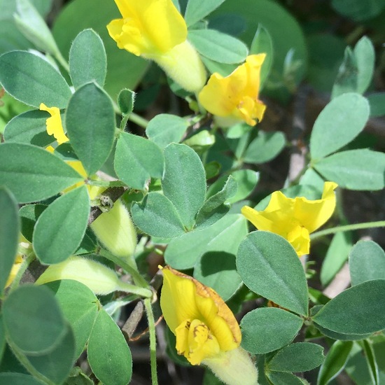 Cytisus hirsutus: Pflanze im Habitat Wald der gemäßigten Breiten in der NatureSpots App