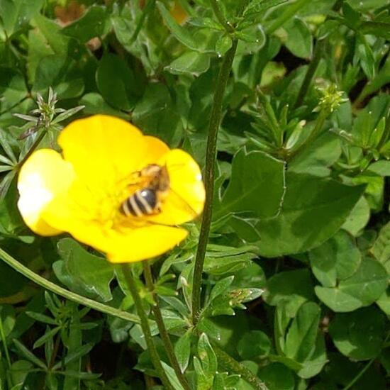 Mittlere Wespe: Tier im Habitat Naturnahe Wiese in der NatureSpots App