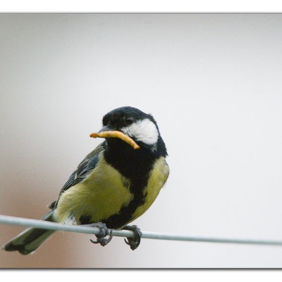 Kohlmeise: Tier im Habitat Garten in der NatureSpots App