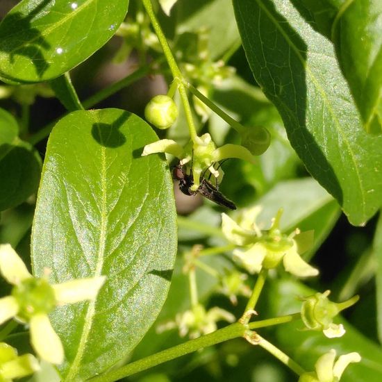 Dilophus febrilis: Animal in habitat Buffer strip in the NatureSpots App