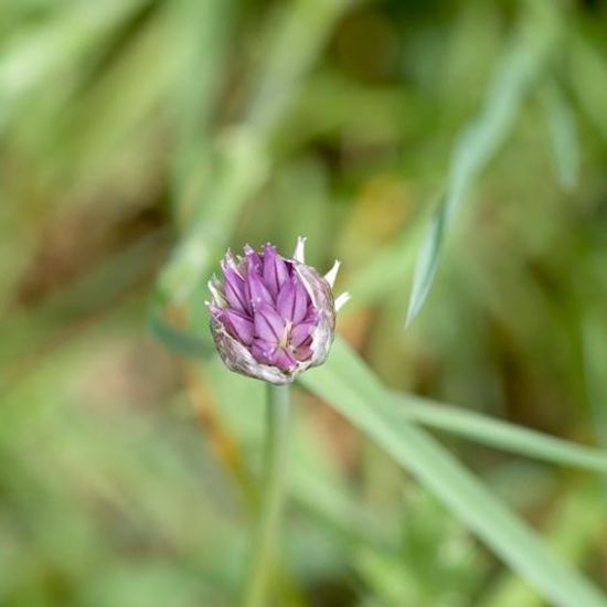 Chives: Plant in habitat Buffer strip in the NatureSpots App