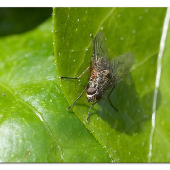 Phaonia tuguriorum: Tier im Habitat Garten in der NatureSpots App