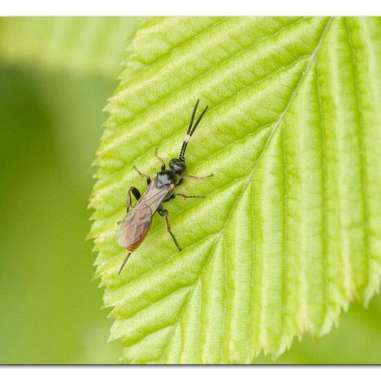 Crypteffigies lanius: Tier im Habitat Garten in der NatureSpots App