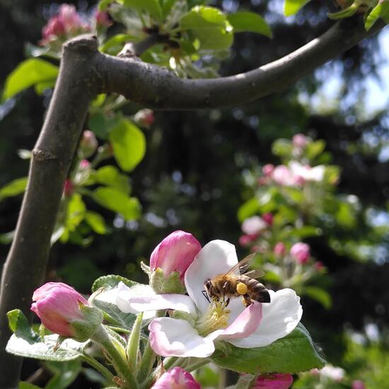 Westliche Honigbiene: Tier im Habitat Garten in der NatureSpots App