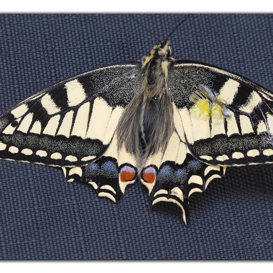 Papilio machaon: Animal in habitat Garden in the NatureSpots App