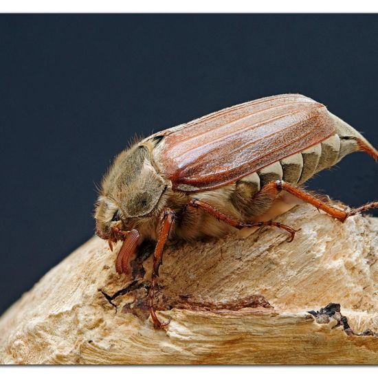 Feldmaikäfer: Tier im Habitat Garten in der NatureSpots App