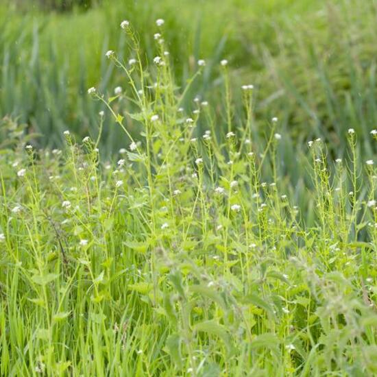 Cirsium vulgare: Plant in habitat Buffer strip in the NatureSpots App