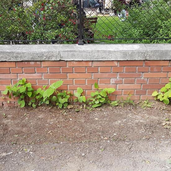 Fallopia japonica: Pflanze im Habitat Park in der NatureSpots App