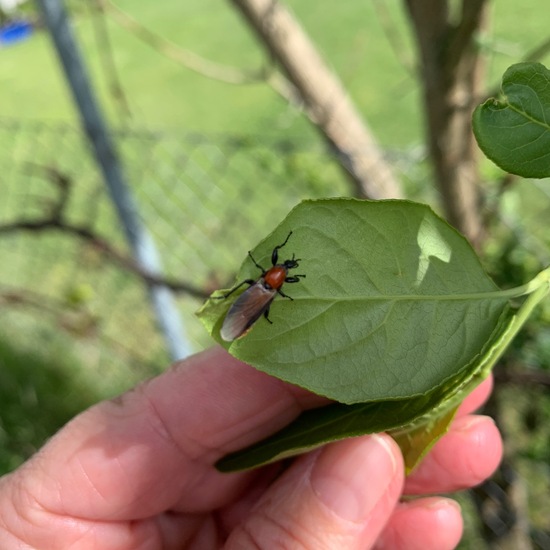 andere Art: Tier im Habitat Garten in der NatureSpots App