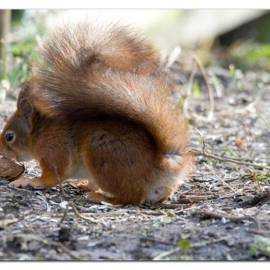 Red Squirrel: Animal in habitat Backyard in the NatureSpots App