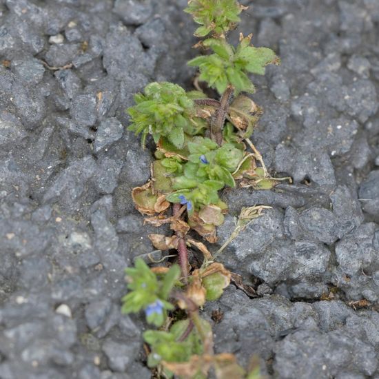 Feld-Ehrenpreis: Pflanze im Habitat Innenstadt in der NatureSpots App