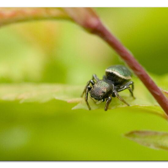 Heliophanus glaucus: Tier im Habitat Garten in der NatureSpots App