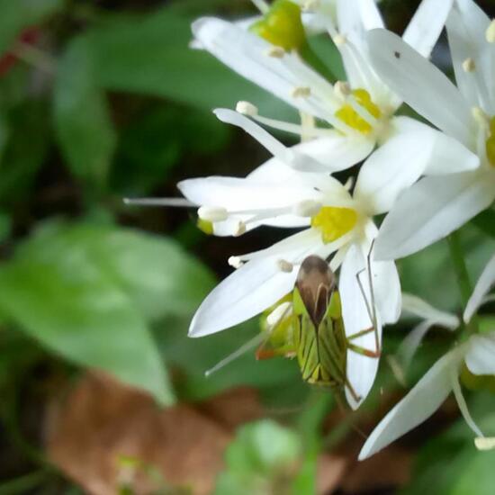 Mermitelocerus schmidtii: Tier im Habitat Wald der gemäßigten Breiten in der NatureSpots App