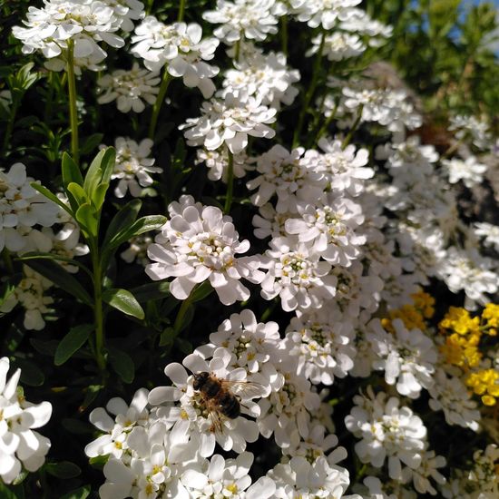 European dark bee: Animal in habitat Flowerbed in the NatureSpots App