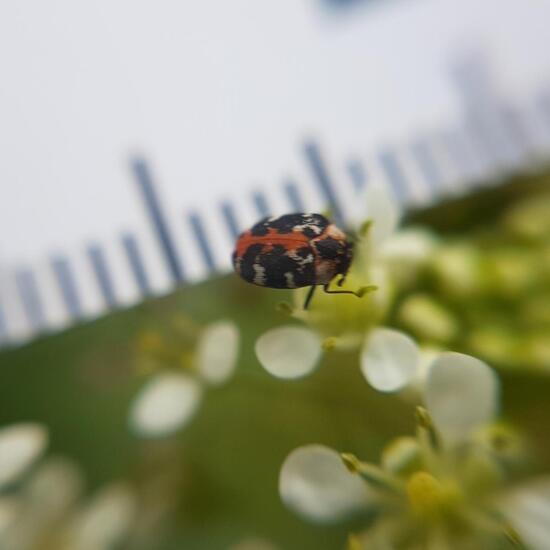 Käfer: Tier im Habitat Strasse/Verkehr in der NatureSpots App