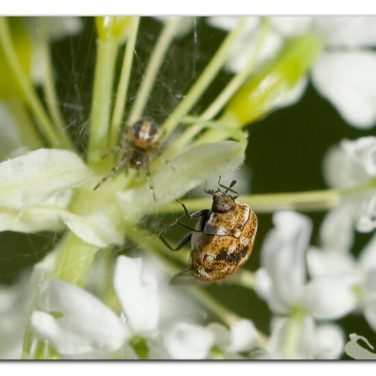 Varied carpet beetle: Animal in habitat Garden in the NatureSpots App