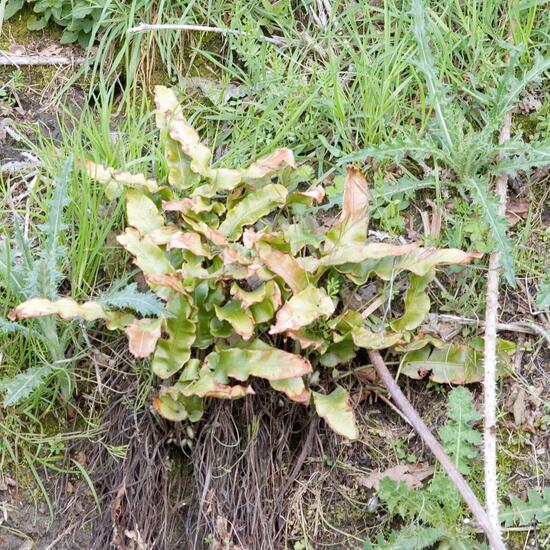 Asplenium scolopendrium: Plant in habitat Forest in the NatureSpots App