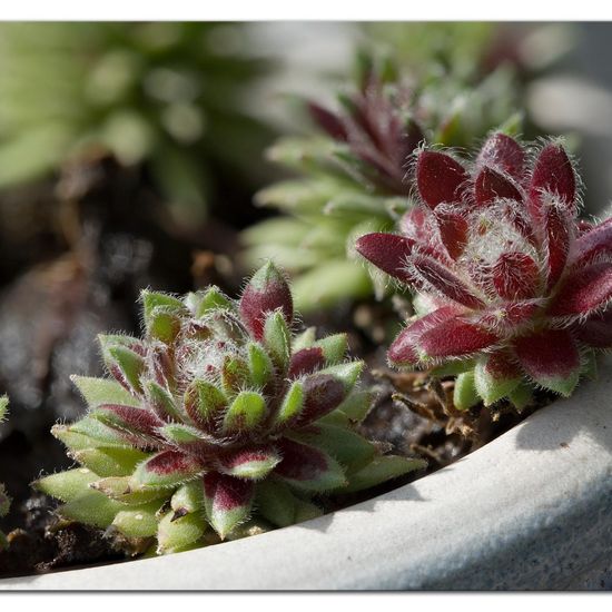 Sempervivum canariense subsp. christii: Pflanze im Habitat Garten in der NatureSpots App