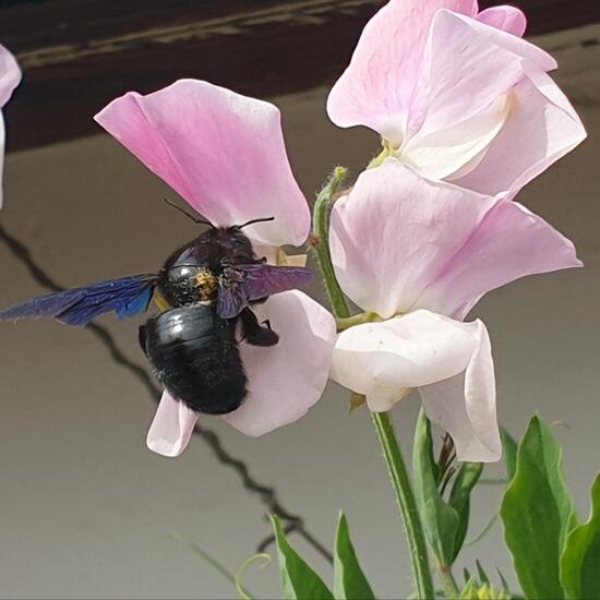 Holzbienen: Tier im Habitat Garten in der NatureSpots App