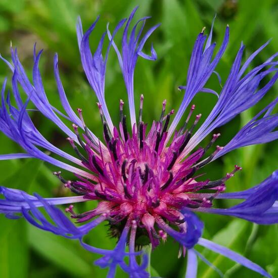 Berg-Flockenblume: Pflanze im Habitat Garten in der NatureSpots App