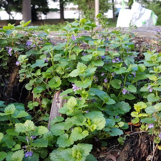 Landschaft: Stadt und Garten im Habitat Park in der NatureSpots App