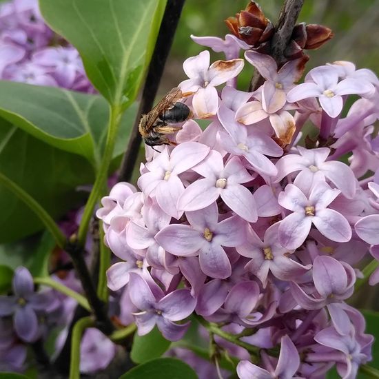 Rotschopfige Sandbiene: Tier im Habitat Hecke/Blumenbeet in der NatureSpots App