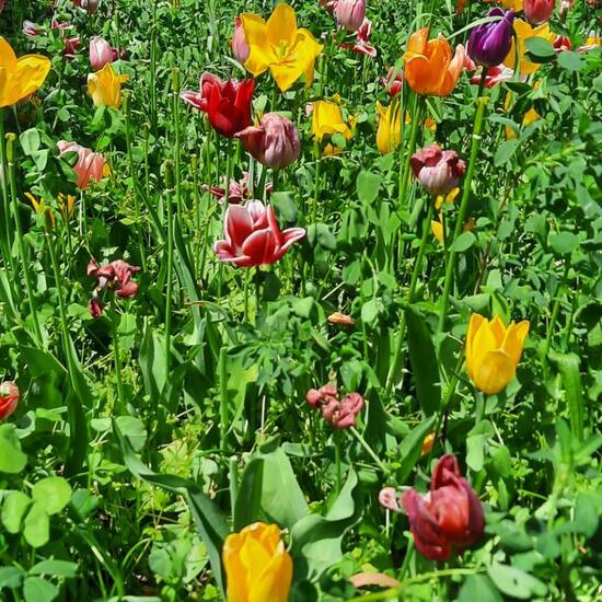 Tulpen: Pflanze im Habitat Garten in der NatureSpots App