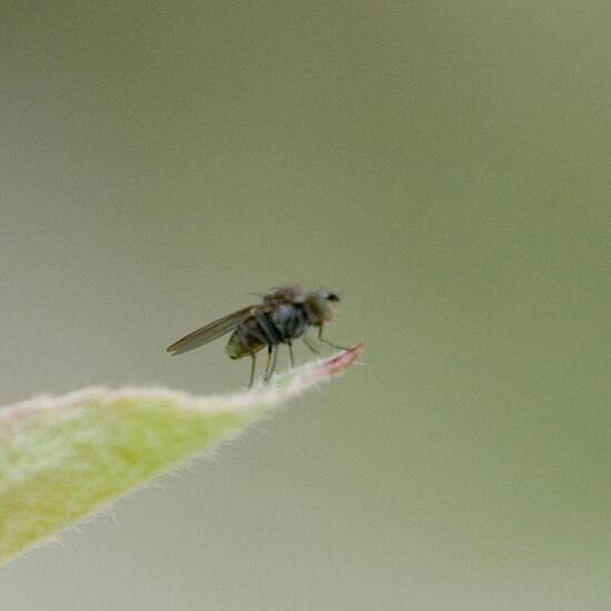 Hydrellia geniculata geniculata: Tier im Habitat Garten in der NatureSpots App