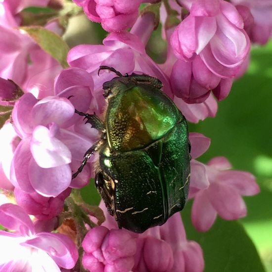 Goldglänzender Rosenkäfer: Tier im Habitat Garten in der NatureSpots App