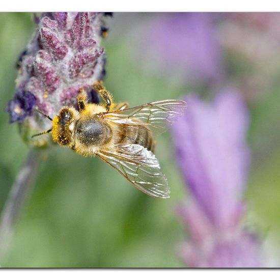 Westliche Honigbiene: Tier im Habitat Garten in der NatureSpots App