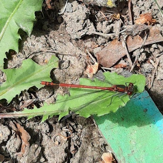 Frühe Adonislibelle: Tier in der Natur in der NatureSpots App